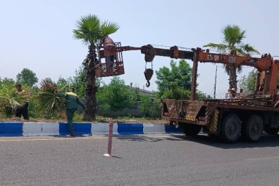 هرس درختان پالم توسط نیروهای زحمتکش فضای سبز